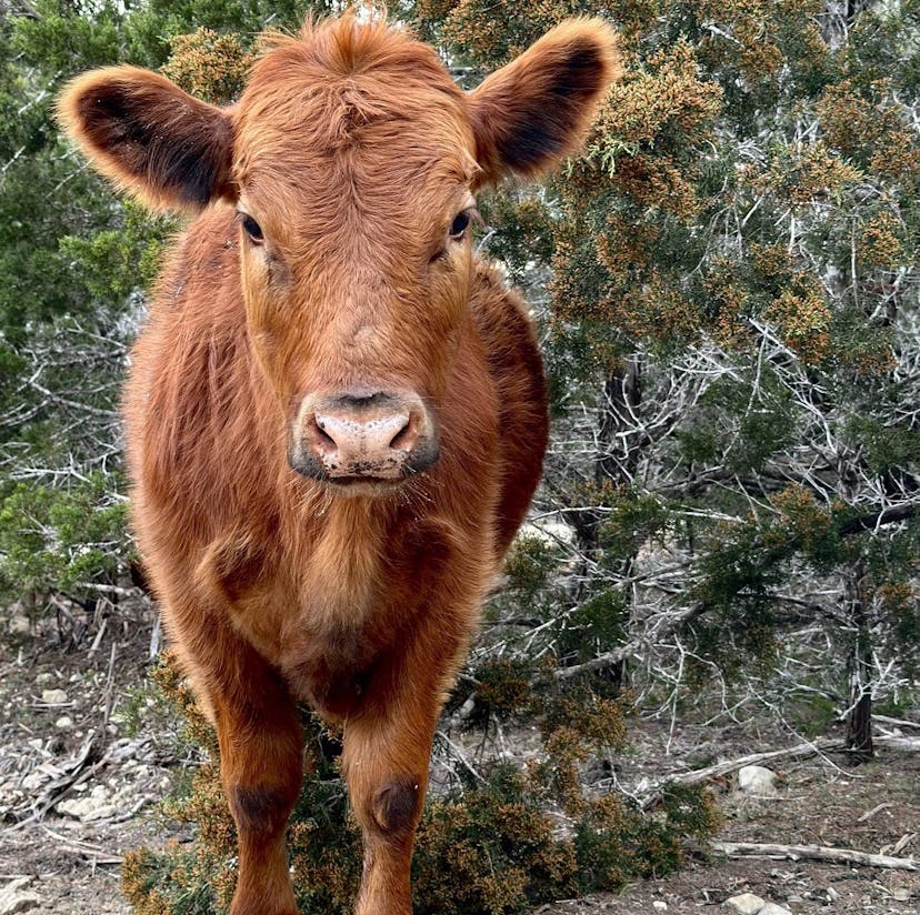 A picture of Winnie the Moo, Alveus' Red Angus cow, on X (Twitter)