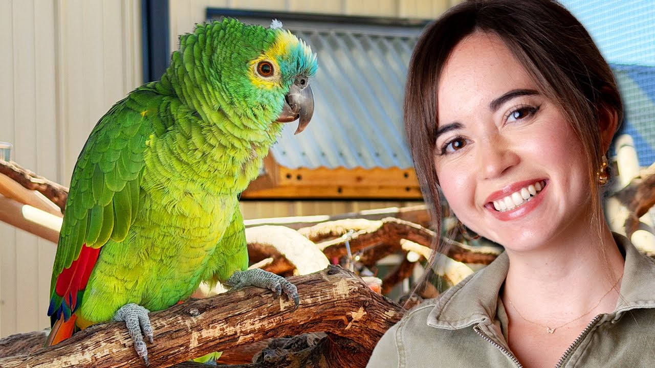 We Rebuilt Our Rescued Parrot's Enclosure