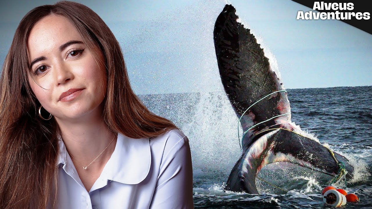 Could New Technology Save our Whales?