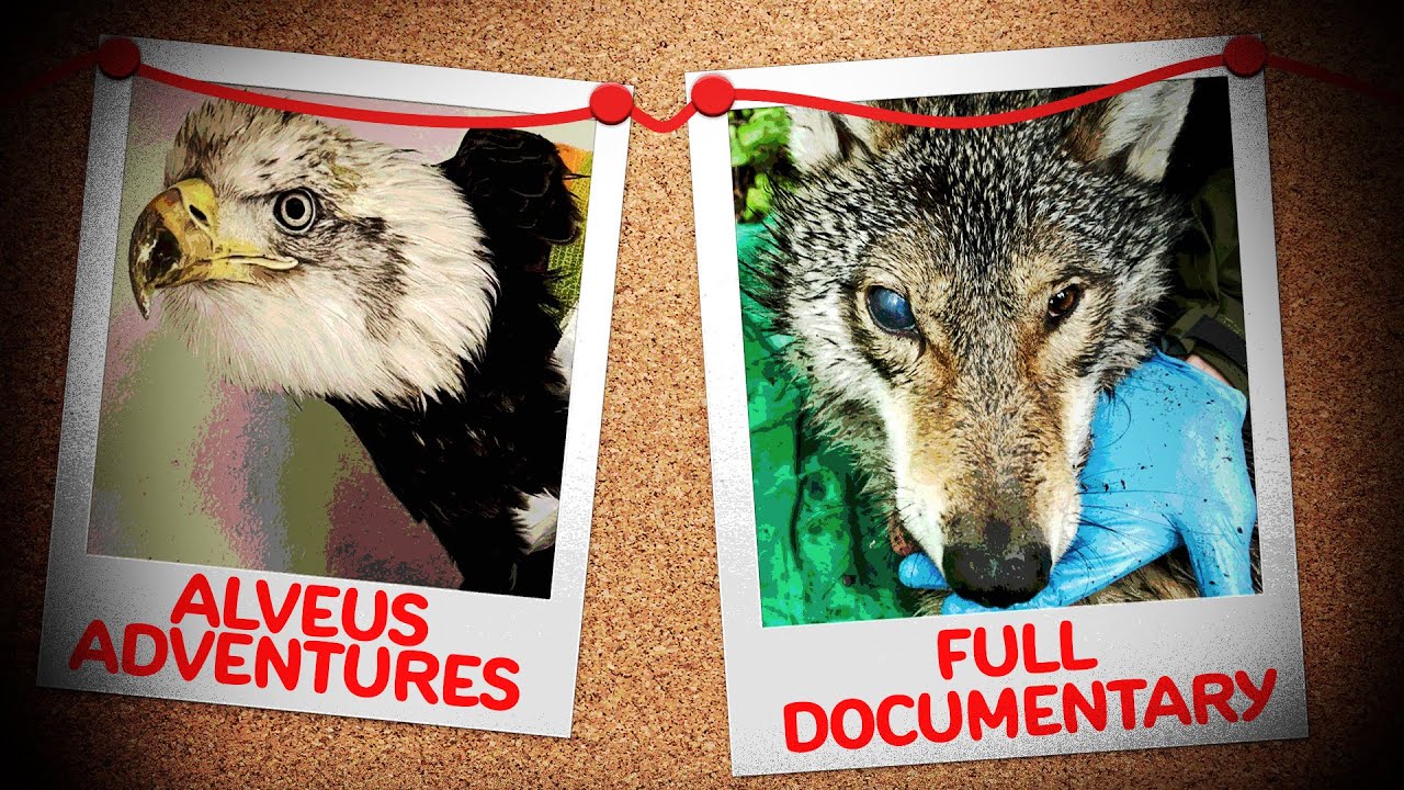 Alveus Adventures | Full Documentary