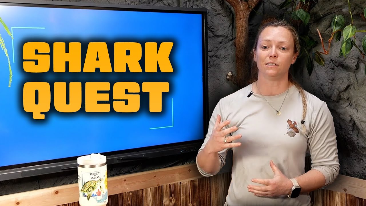 1 Hour and 14 Minutes of Shark Facts | Animal Quest