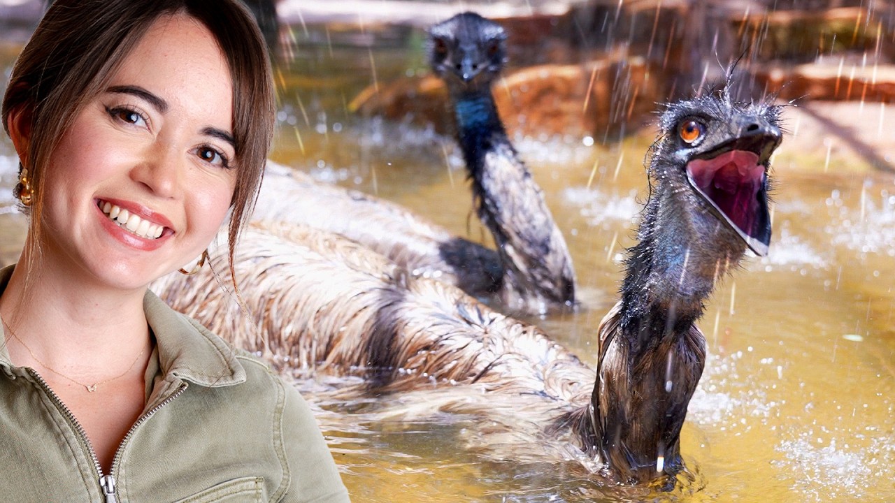 We Built Our Rescued Emu's an INSANE Splash Pad