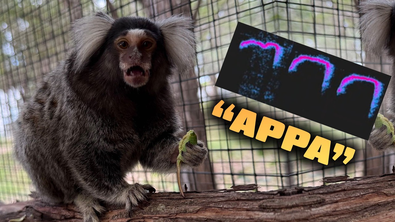 The Secret Language of Marmosets