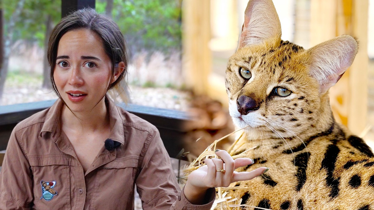 An Update On Our Rescued Serval