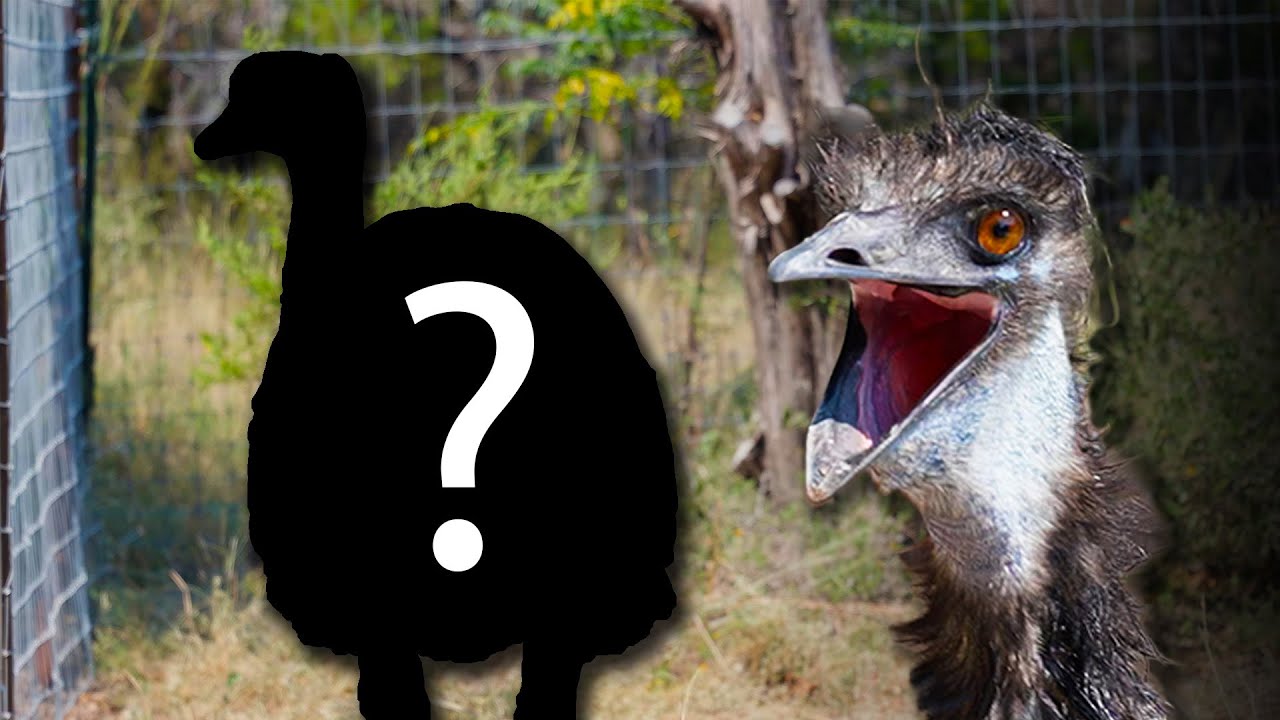 Our emu got a new friend
