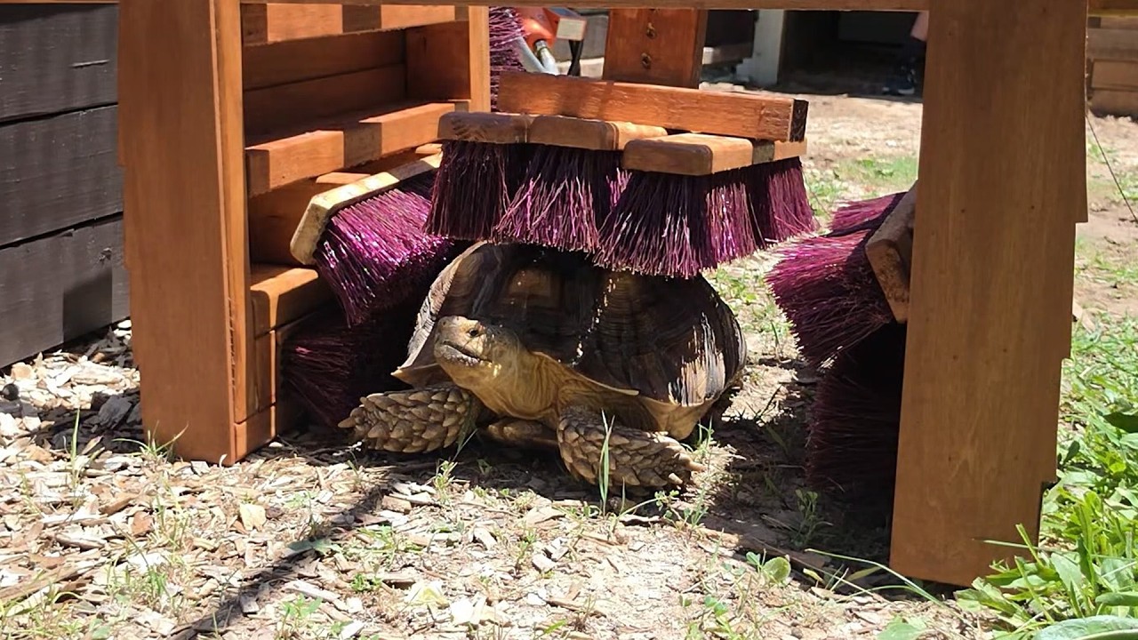 We Gave Our Tortoise a Car Wash!