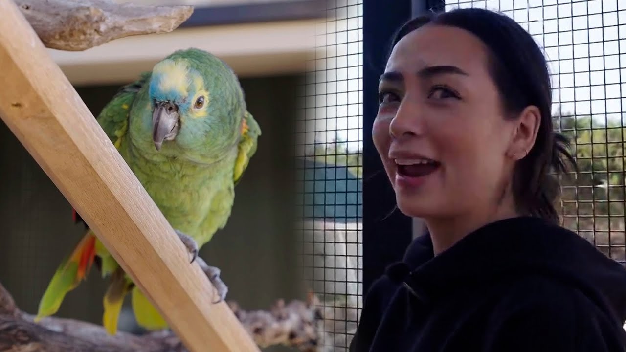 Sakura Fell In Love With Our Parrots