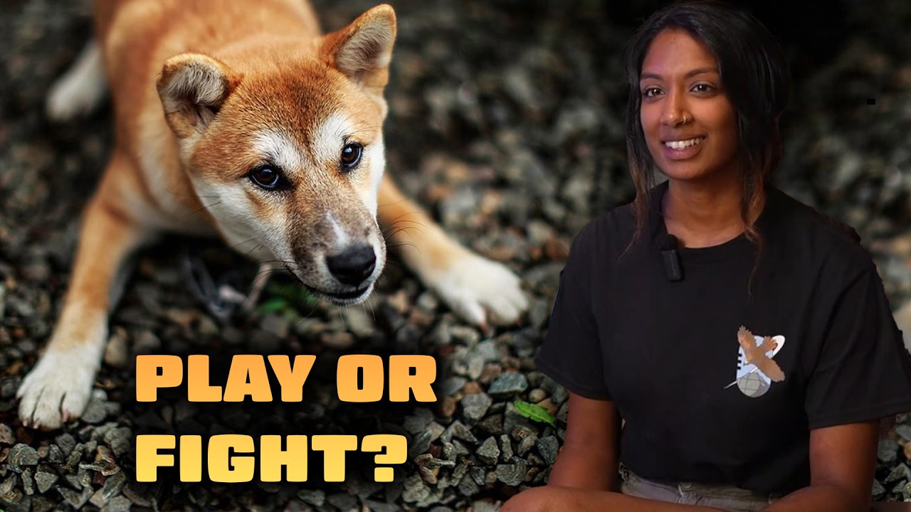 Are Your Dogs Playing or Fighting?