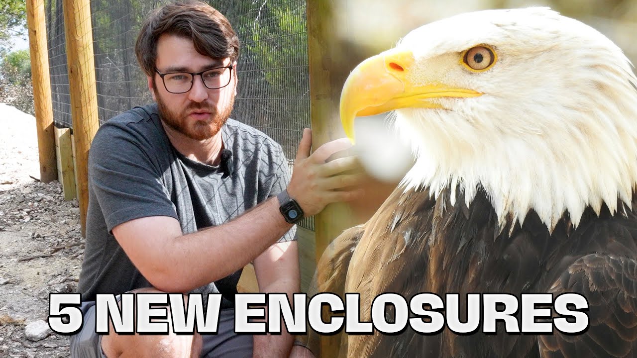 How We're Building Our Bird of Prey Enclosures