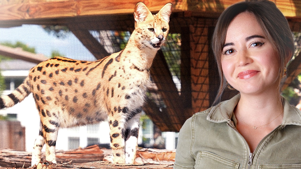 We Just Built Our CRAZIEST Enclosure (for Our Rescued Serval)