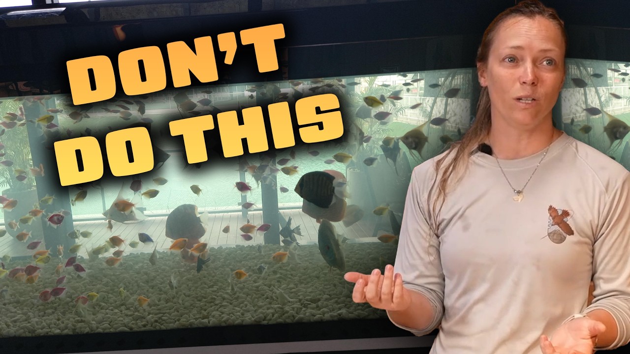 How to Start an Aquarium (The Right Way)