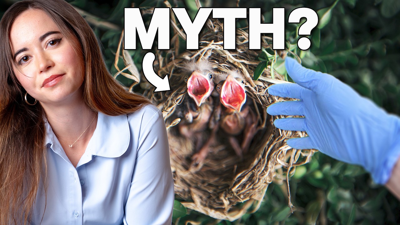 Will Birds Actually Abandon Their Baby if You Handle It?