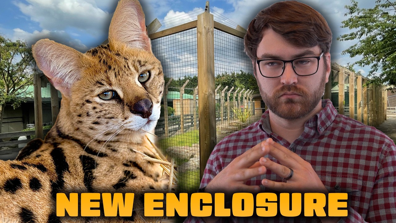 Planning A New Enclosure For Our Serval