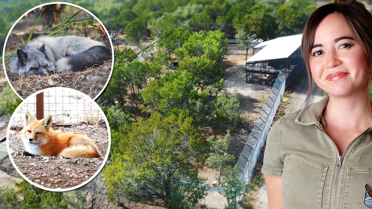 We Rebuilt Our Rescued Fox Enclosure (8x BIGGER)