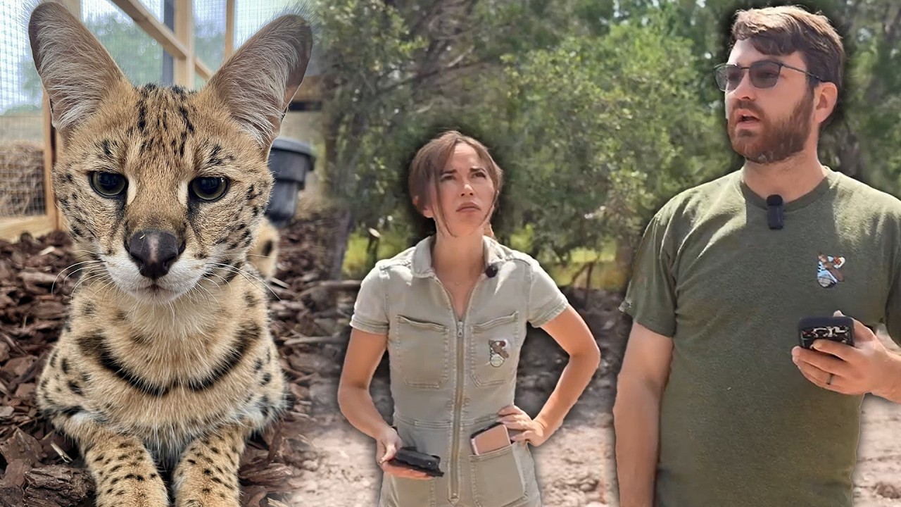 Sneak Peak of Our Serval's Enclosure!