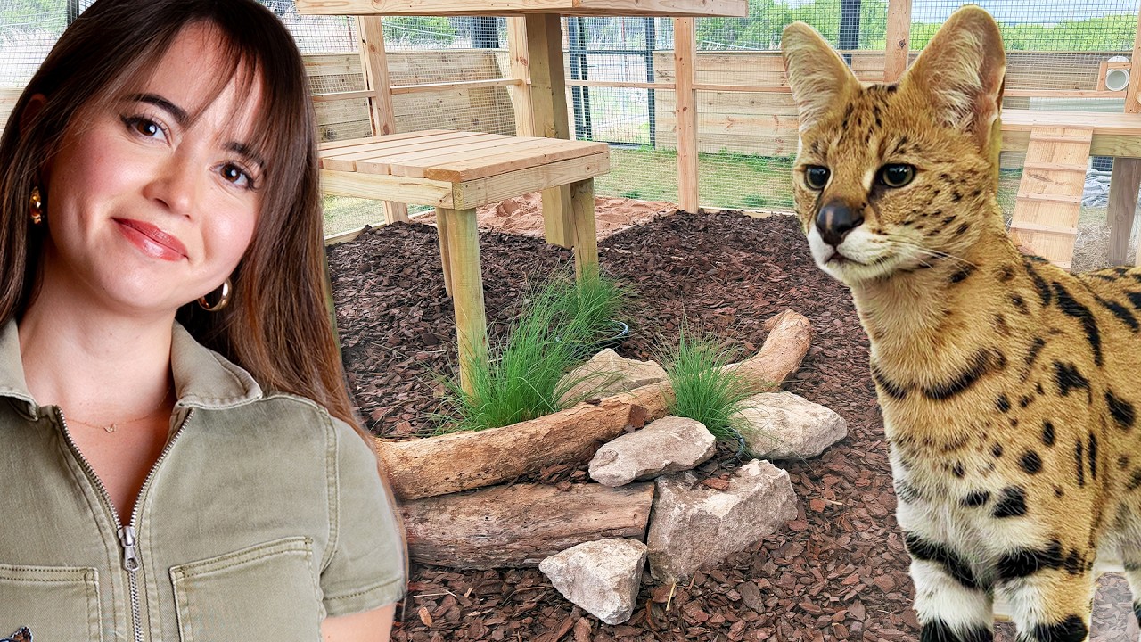 Making a LAST MINUTE Enclosure To Rescue a Serval