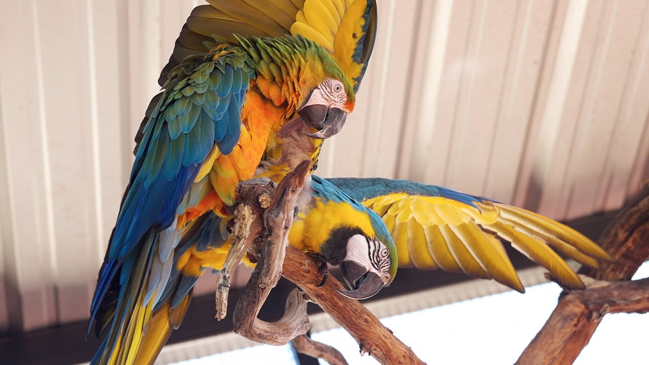 How We Built Our New Parrot Enclosure