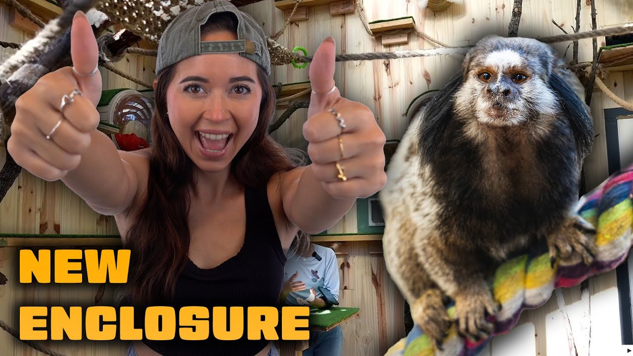 OUR NEW MARMOSET ENCLOSURE!