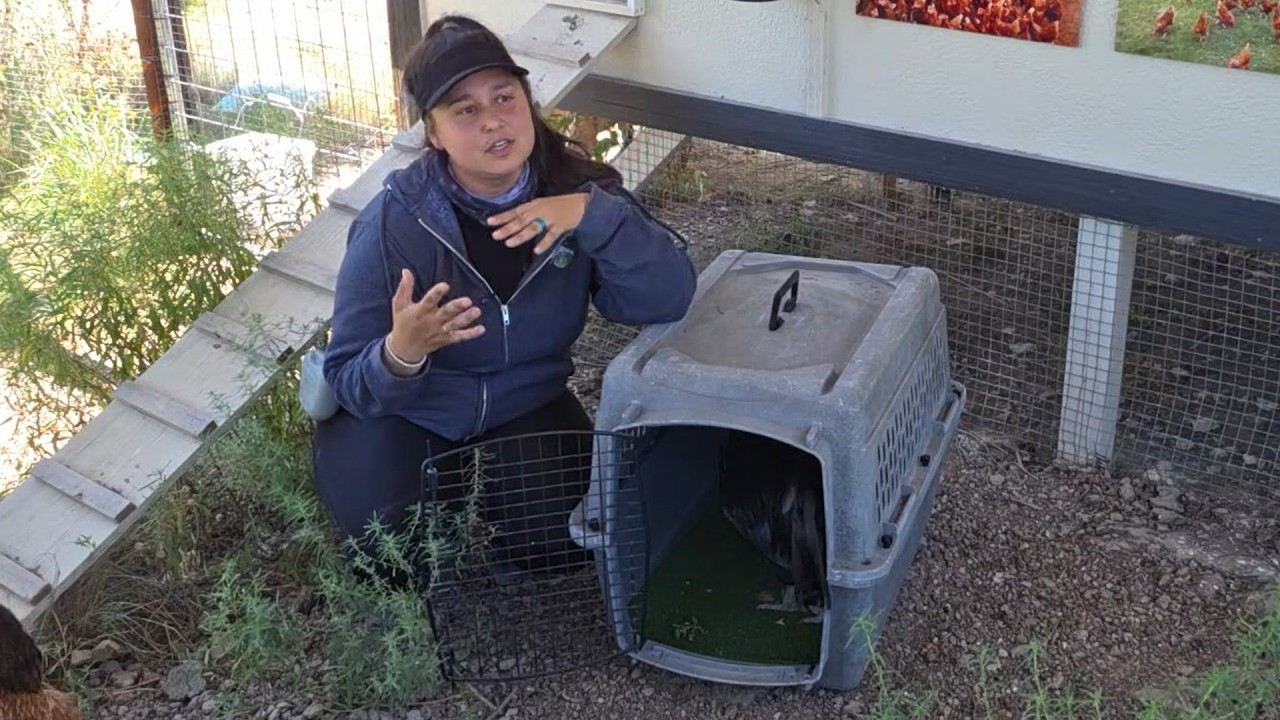 How We Train Our Chickens!