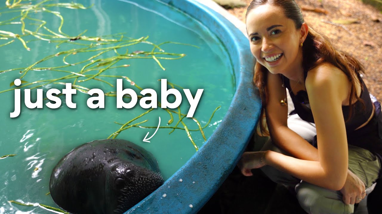 Visiting a Manatee Rehab Center in Brazil