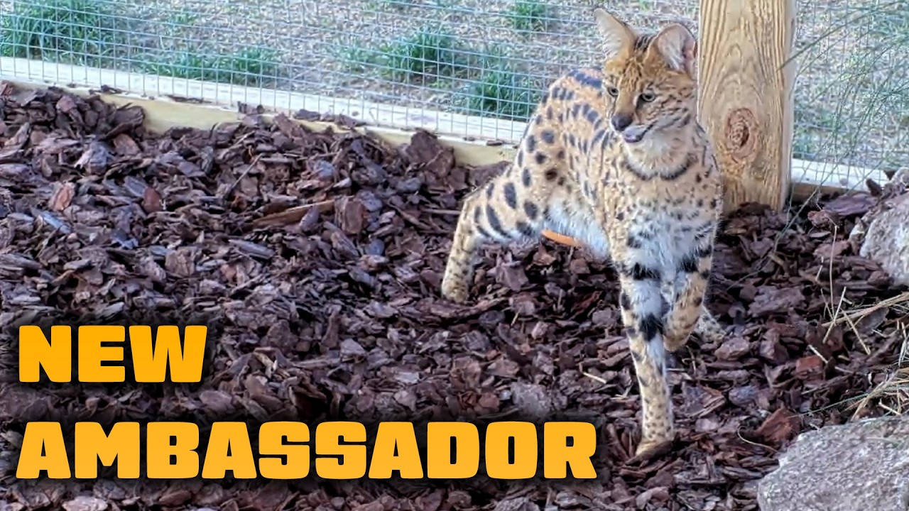 RELEASING OUR NEW SERVAL!!!