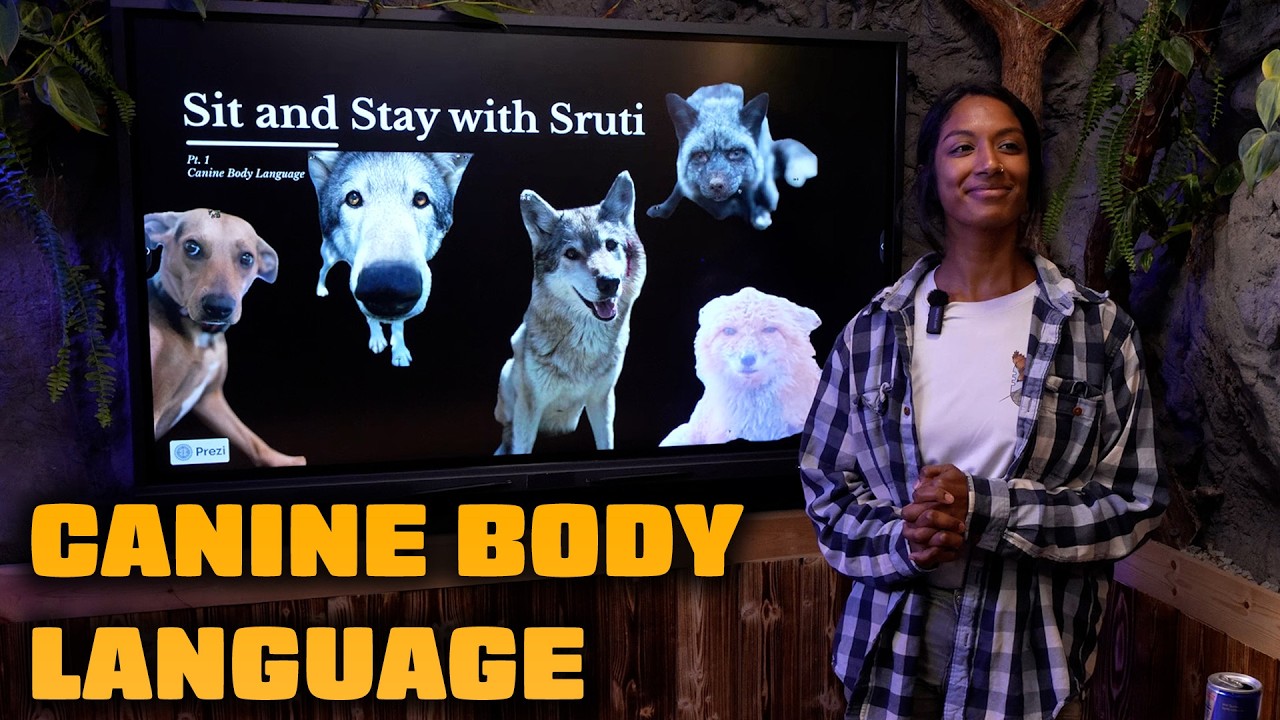 If You Are a Dog Owner, You HAVE To Watch This Video