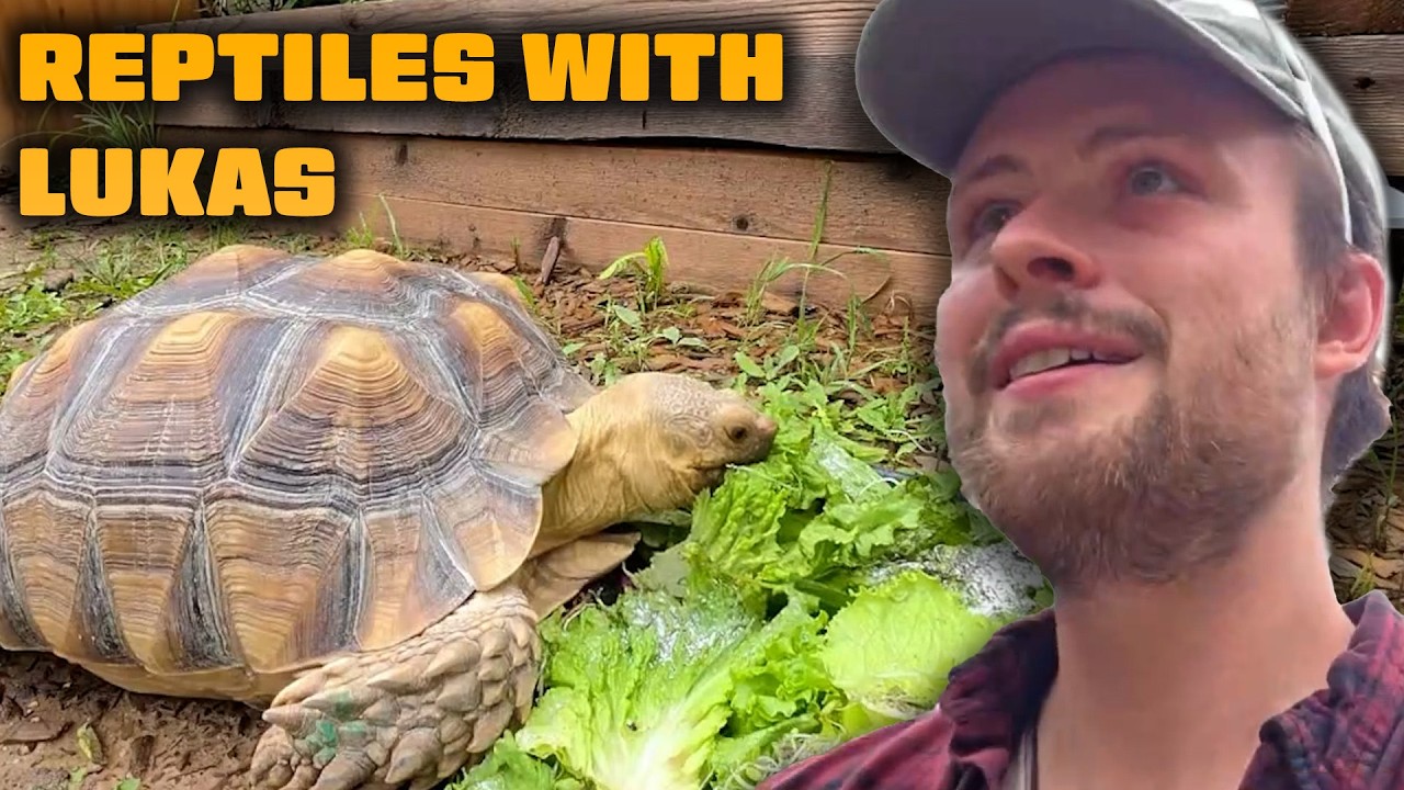 How We Take Care of Our Reptiles with Lukas