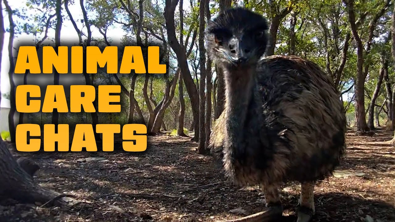 Animal Care with Our New Emu!