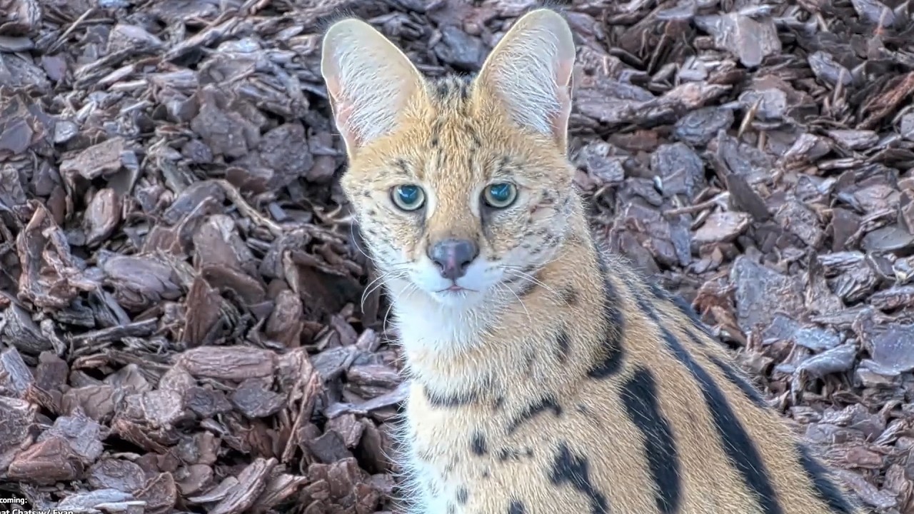 13 minutes and 58 seconds of our serval being a serval