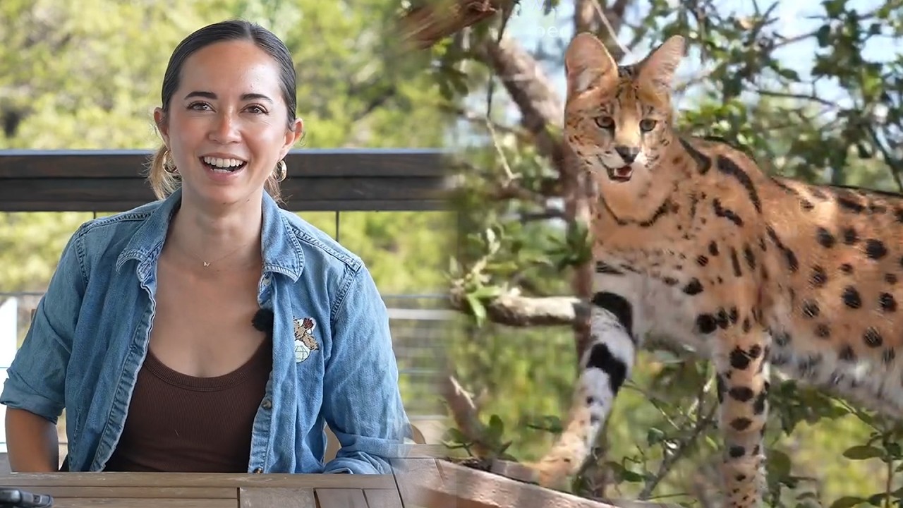 We Built Our Serval a Mansion