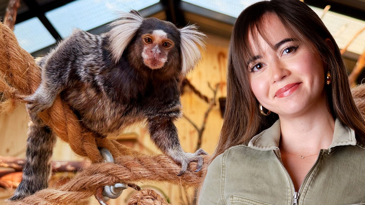 We Rebuilt Our Rescued Monkey's Enclosure