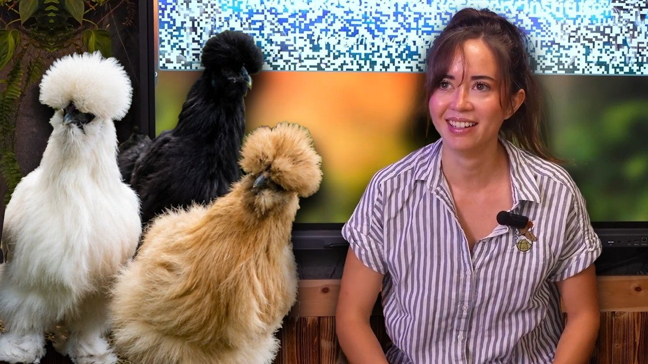 We Are Getting New Chickens!