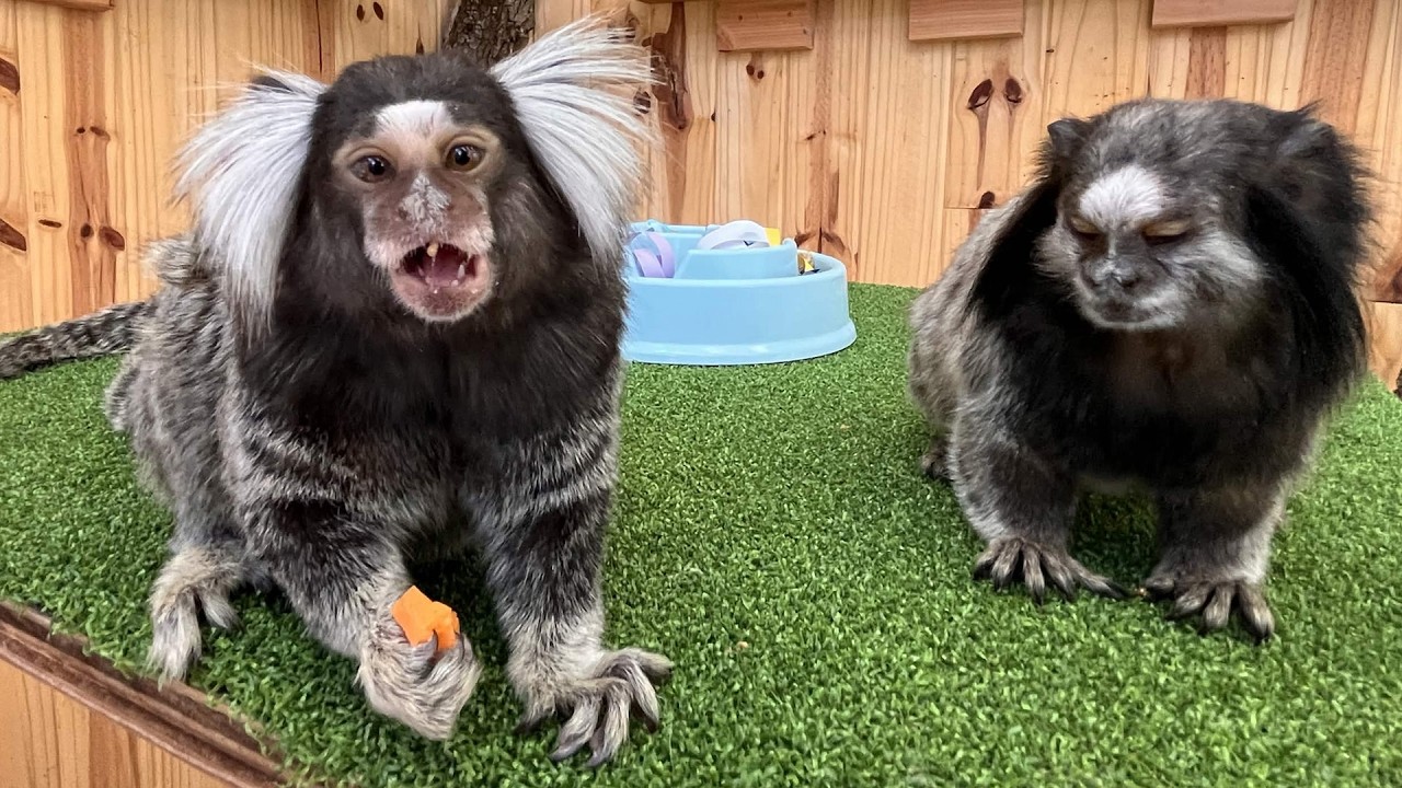 How We Train Our Marmosets