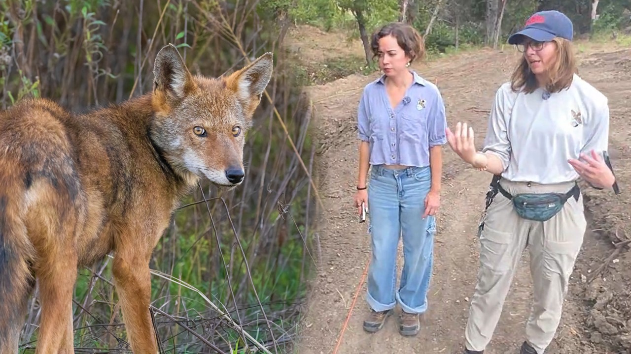 Touring Our Future Wolf Enclosure