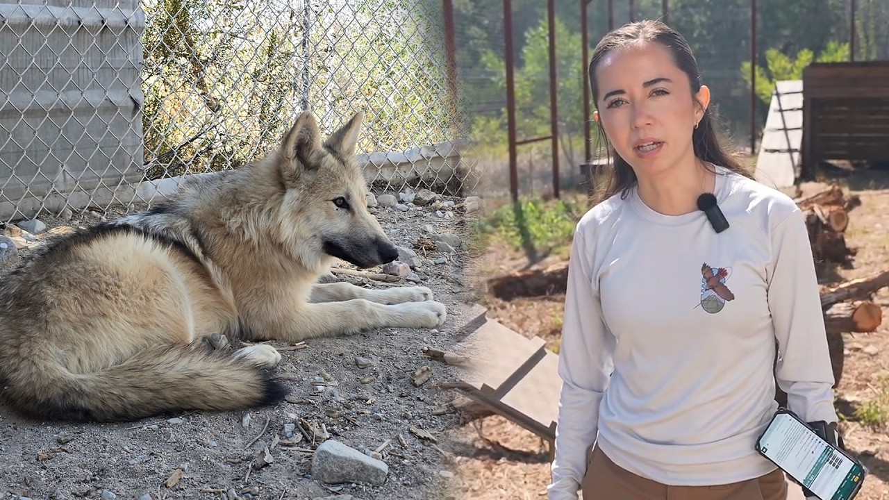 We Are Getting a New Wolfdog