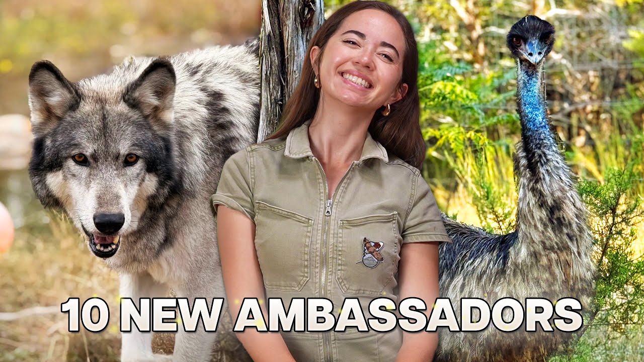 Every Animal We Rescued in 2025