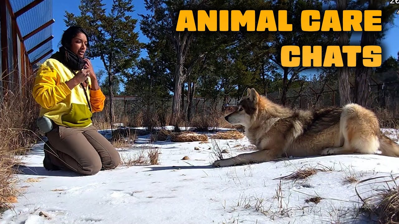 Checking In With The Wolfdogs