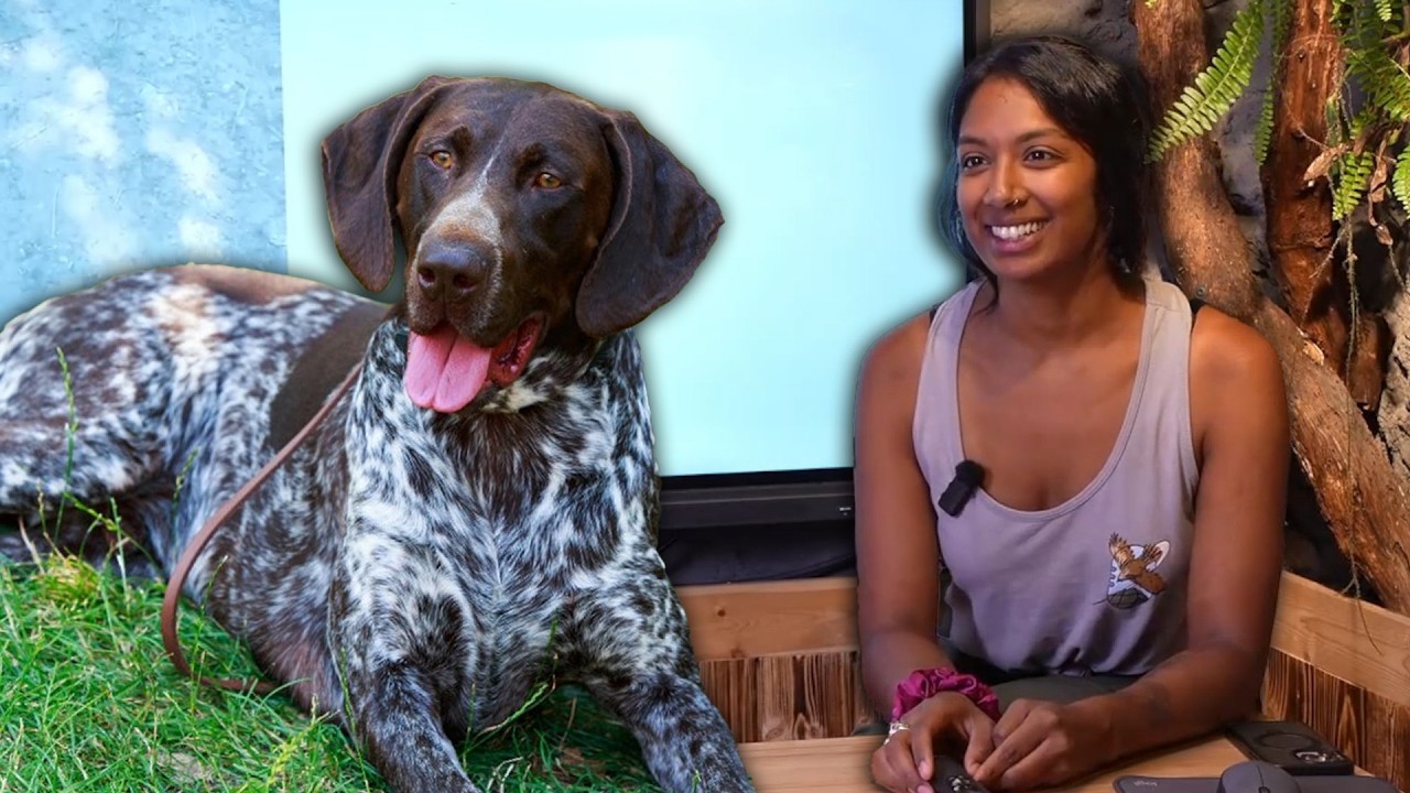How Your Dog Is Secretly A Hunter