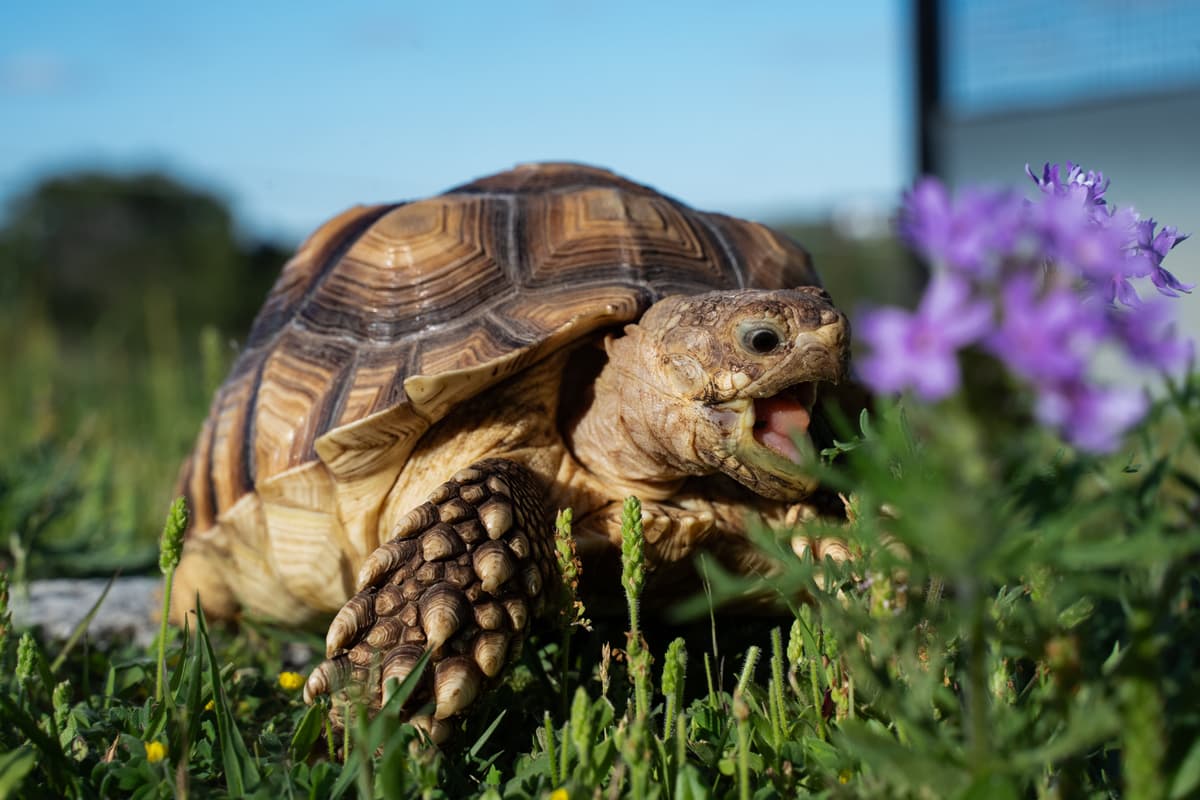Push Pop, the sulcata tortoise