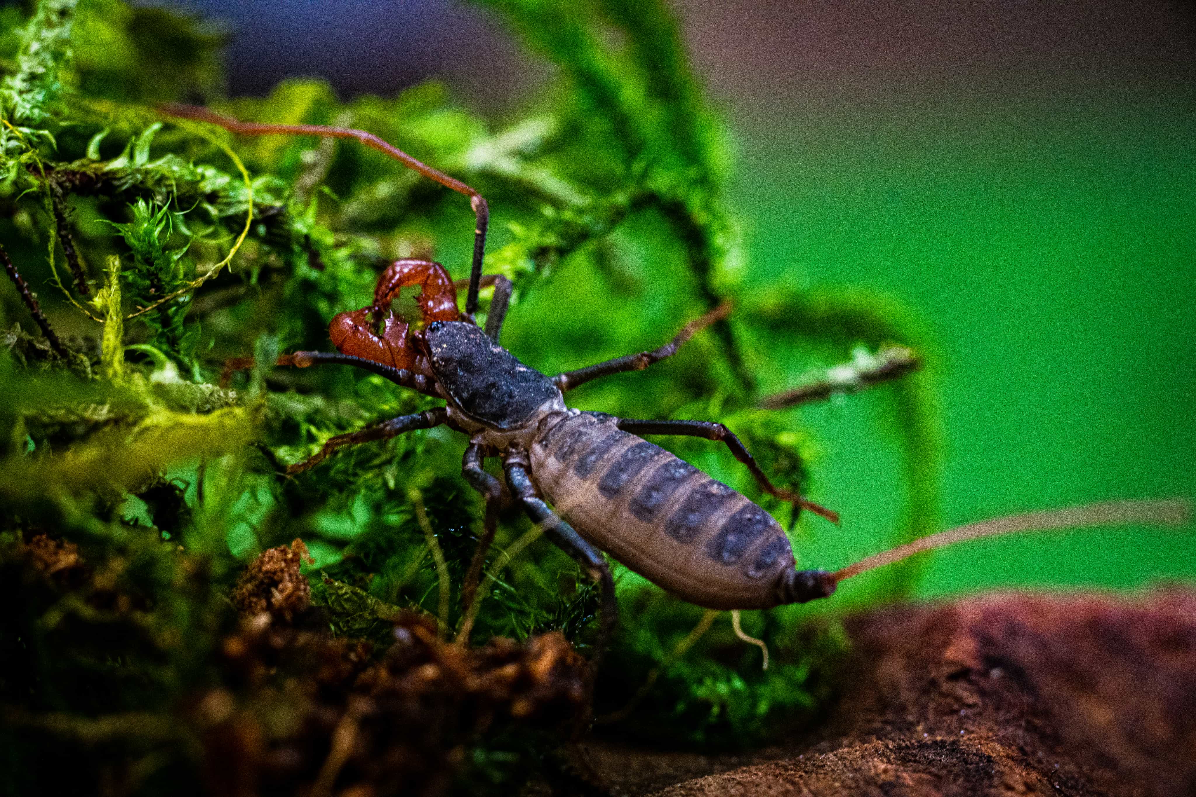 Pickles the Vinegaroon