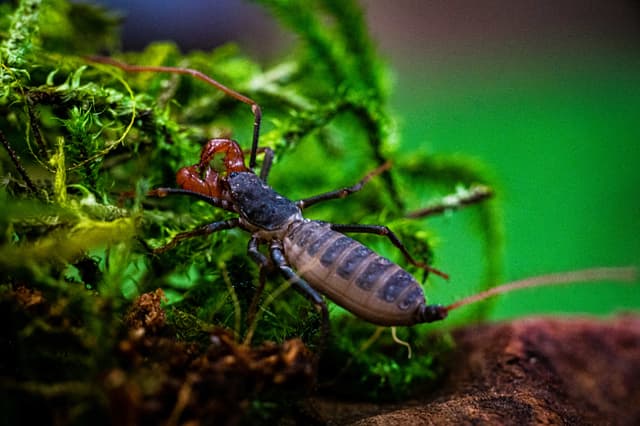 Pickles the Vinegaroon