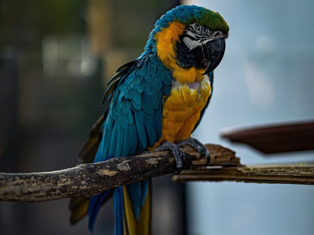 Tico, the blue and gold macaw