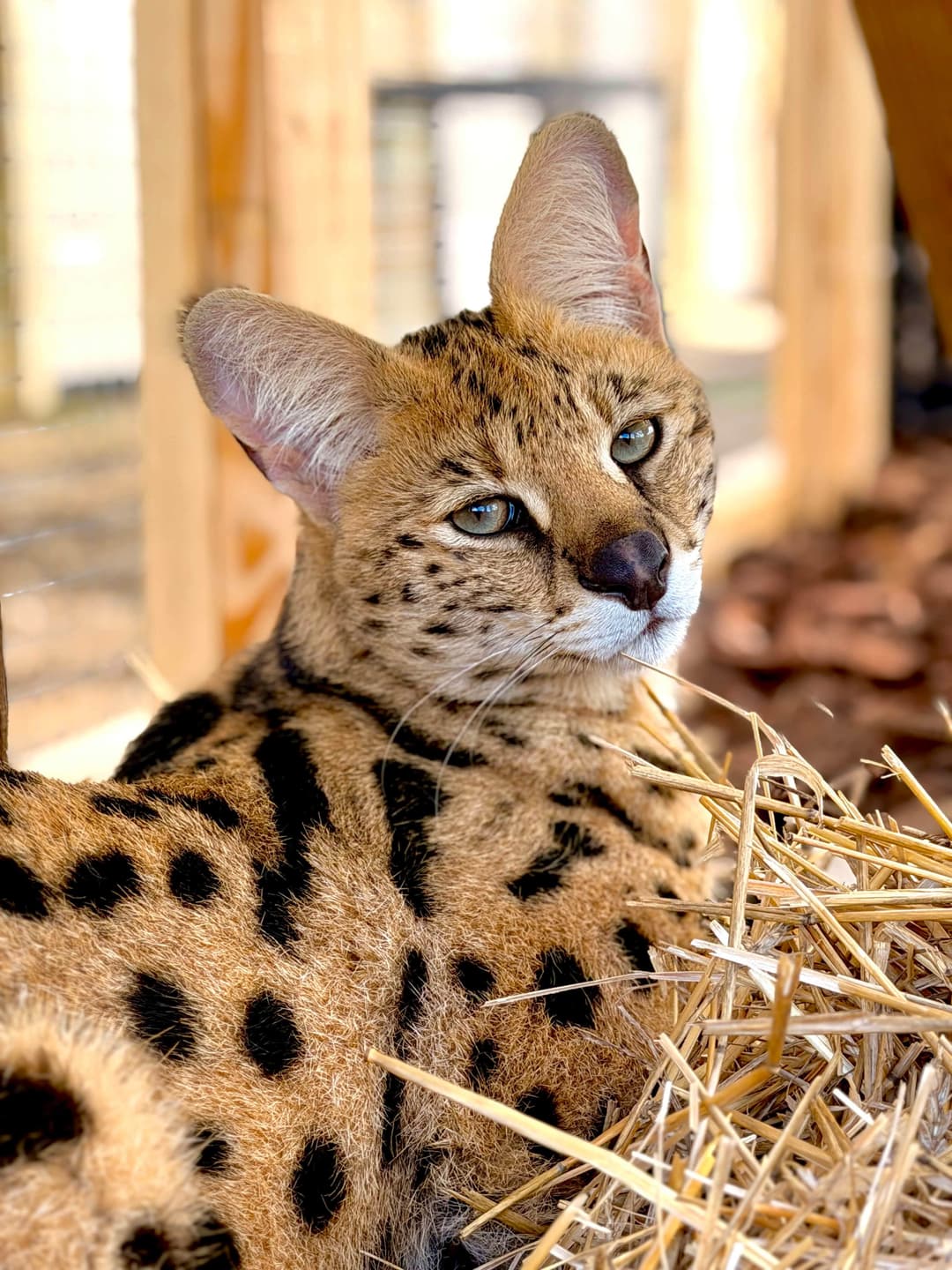Kasi the Serval