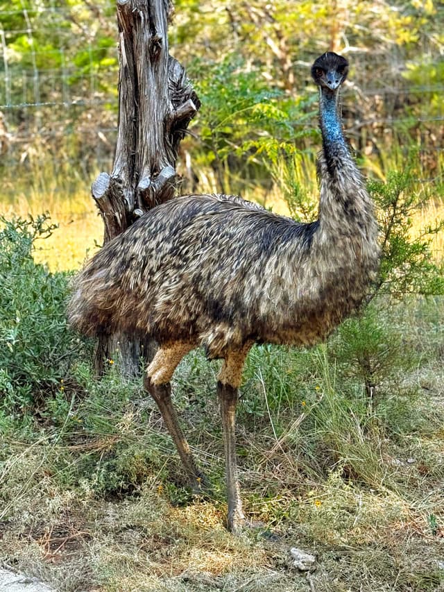 Nolie the Emu