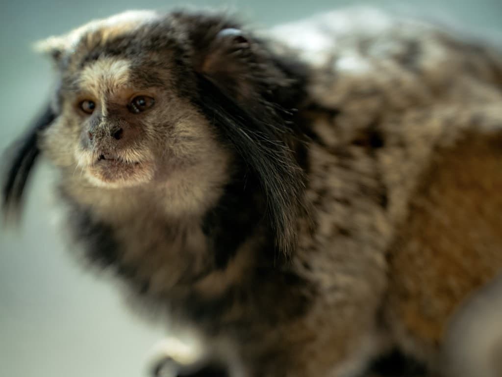 Momo, the black-tufted marmoset