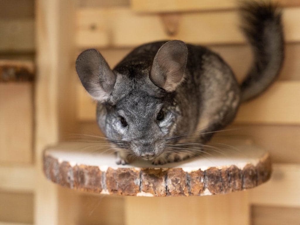 Moomin, the chinchilla