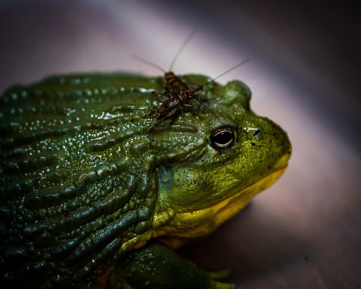 Georgie, the African bullfrog