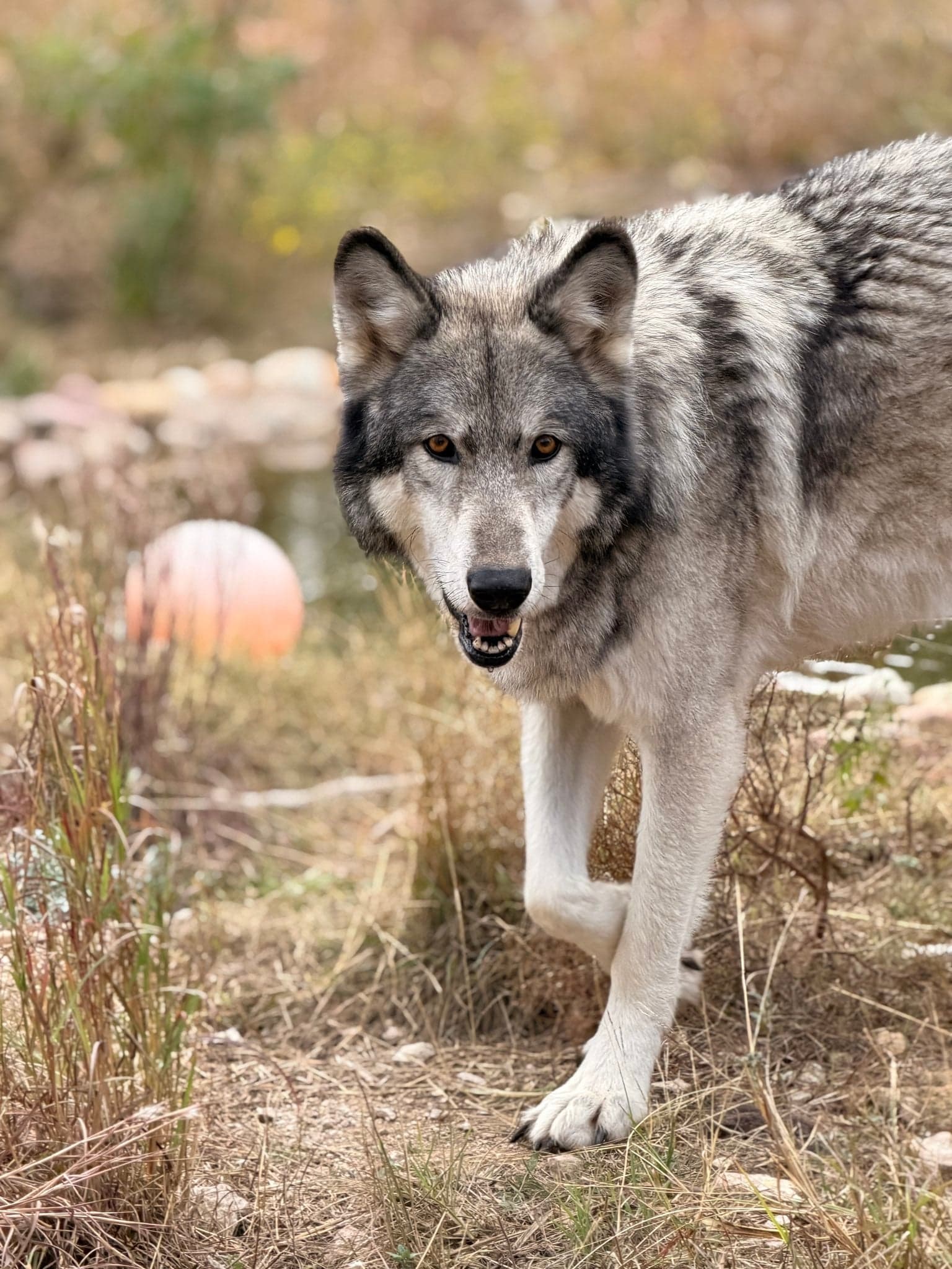Akela the Wolfdog