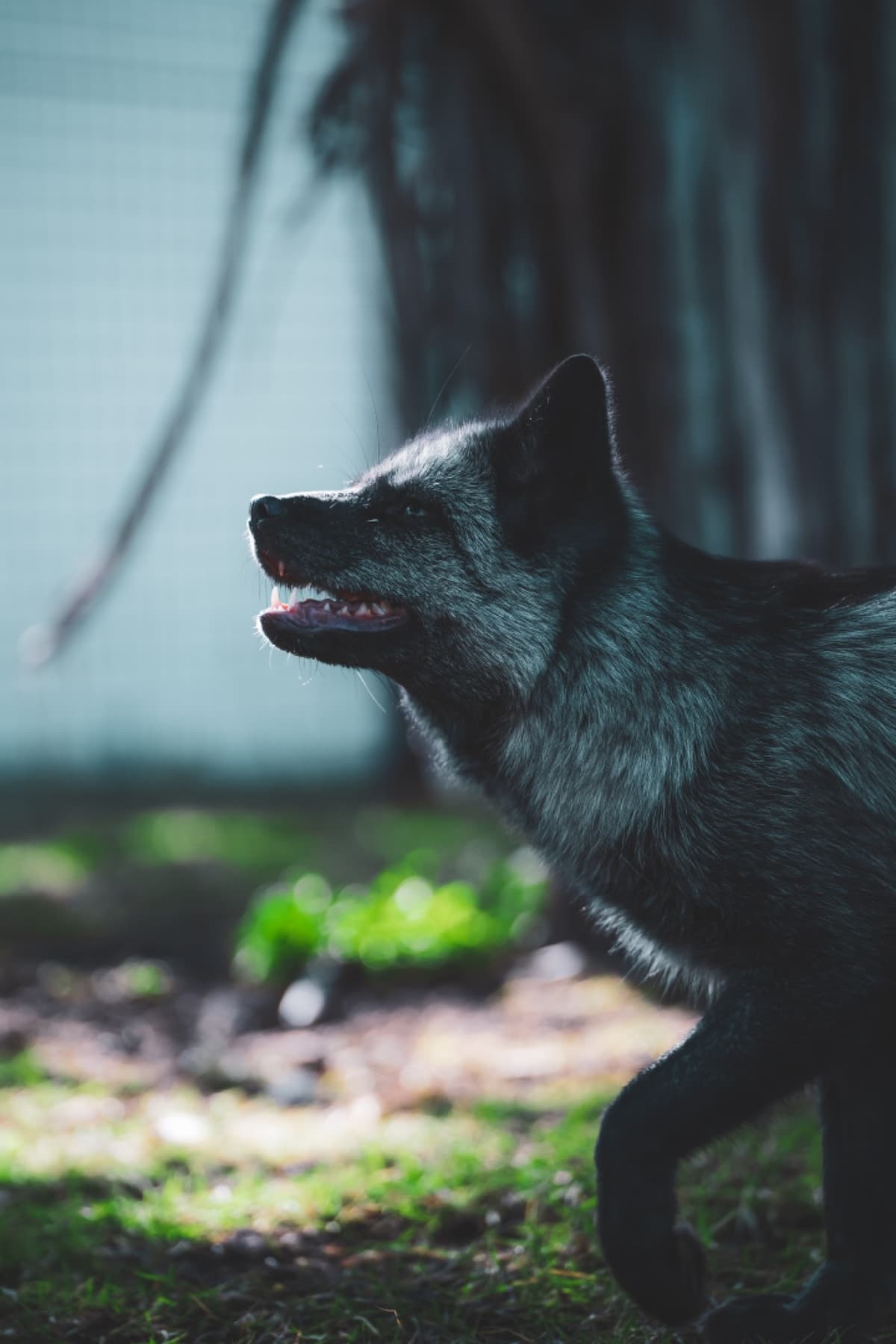 Fenn, the American red fox