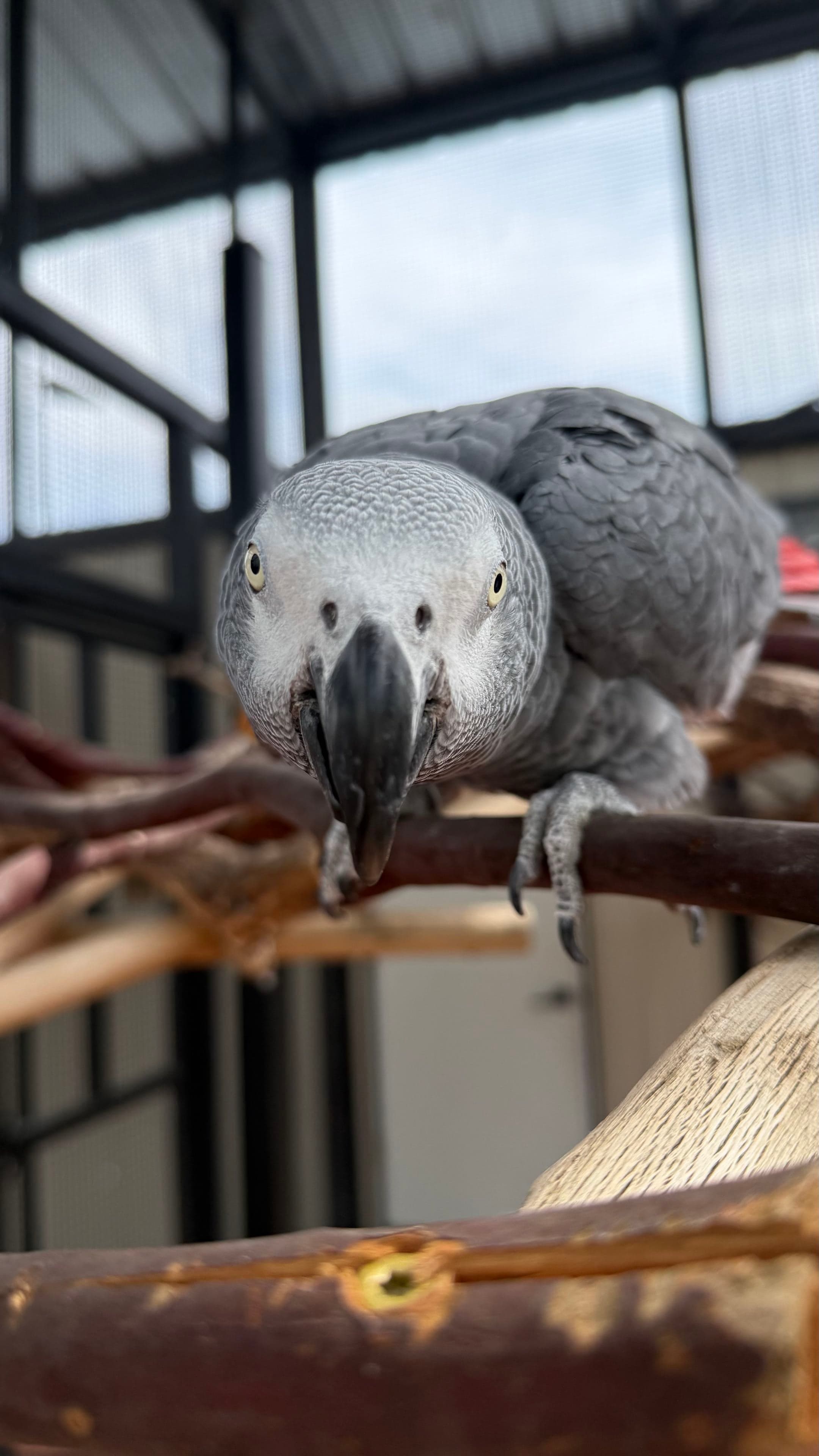 Tipsy the African Grey